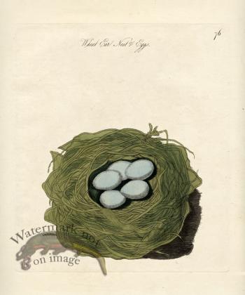 Wheat Ear Nest Eggs